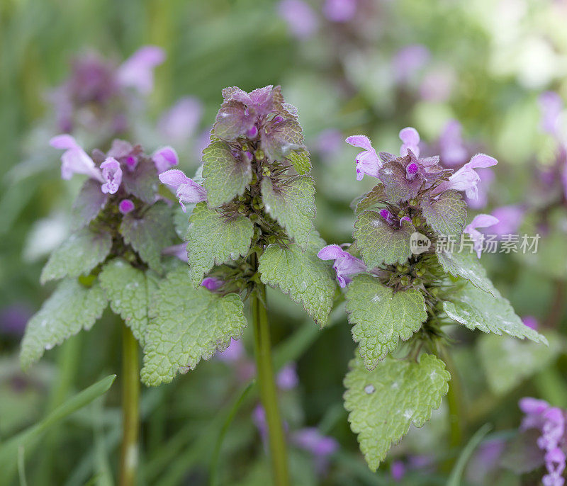 红色死虫(Lamium purpureum)